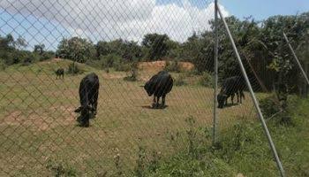 Group raises the alarm over influx of herdsmen in Plateau Game Reserved