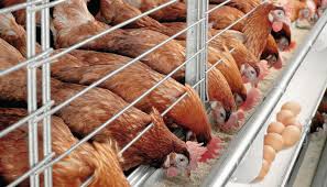 PAN to FG: Rescue poultry industry from imminent collapse