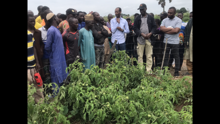Kaduna women farmers laud HortiNigeria for skills, techniques in vegetable farming