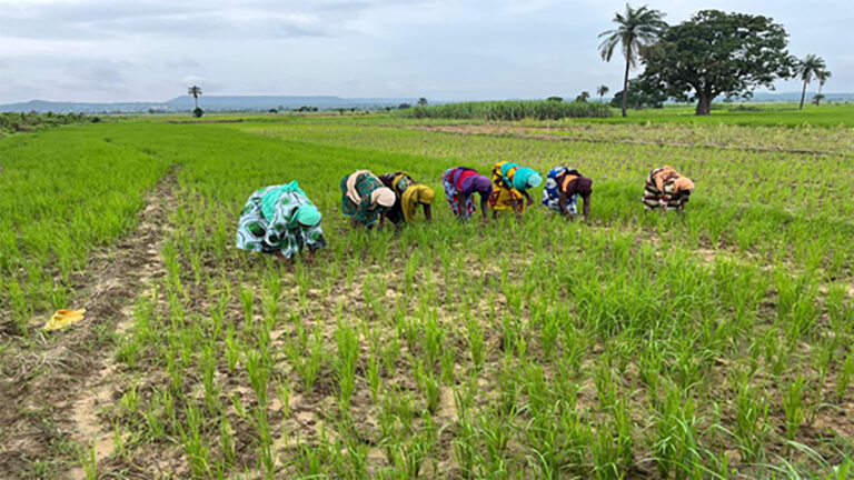 GMOs  and Nigeria’s agricultural dilemma