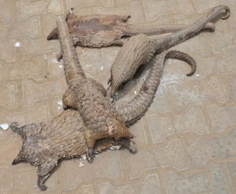 Again, customs bust pangolin smugglers on Kano – Jigawa route